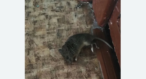Дезинфекция от мышей в Ульяновке