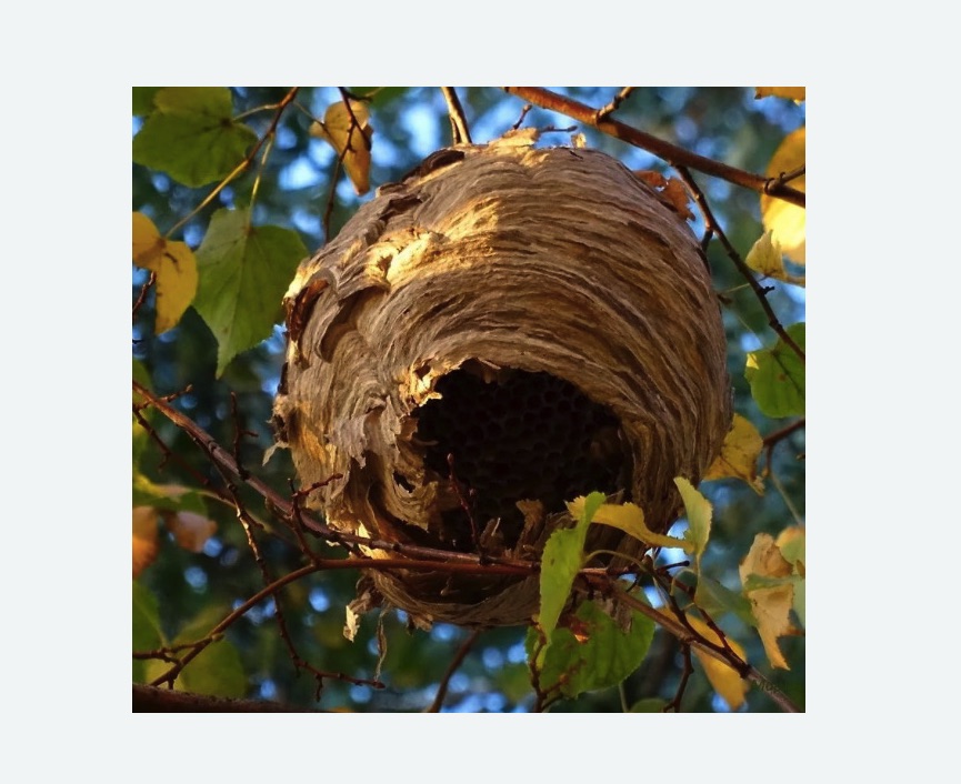 Обработка от шершней в Ульяновке