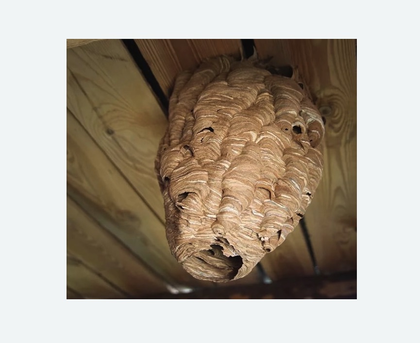 обработка от шершней в Ульяновке