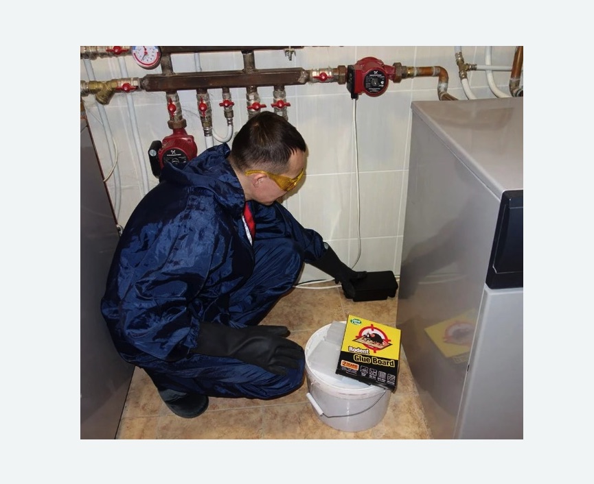 Уничтожение крыс в Ульяновке