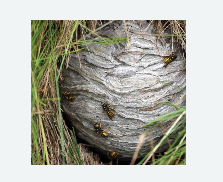 Уничтожение ос и ульев в Ульяновке